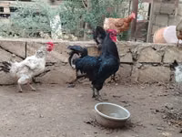 Chickens — foto 4