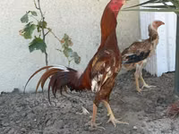 Chickens — Foto 2