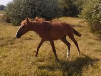 Kůň, Azerbaijan horse — foto 1