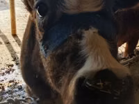 İnek, Swiss cattle — foto 2