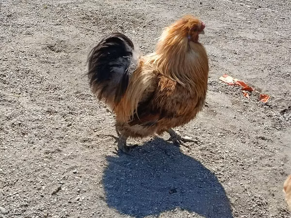 Chickens — Aserbaidschan