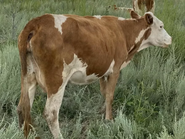 ძროხა, Simmental cattle