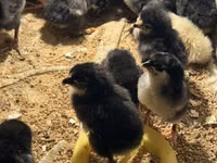 Australorp — photo 3