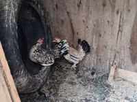 Bantam japonesa — foto 2