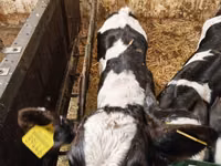 Bull, Holstein breed — photo 5