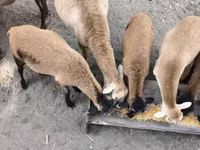 मेढ़ा, Cameroon sheep — फ़ोटो 1