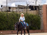 კვიცი, Percheron — ფოტო 6