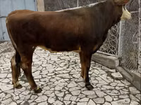 Sigir, Simmental cattle — 5-rasm