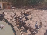 Ducks — foto 1