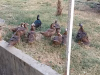 Ducks — Foto 2