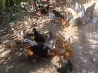 Chickens — foto 6