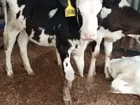 Cow, Holstein breed — photo 2