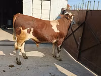 Touro, Simmental cattle — foto 3