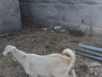 雄ヤギ, Beetal goats — 写真 2