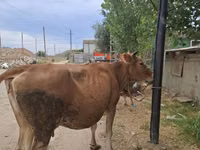 Touro, Bovinos — foto 3