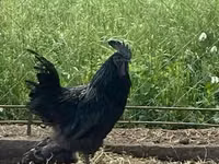 Ayam Cemani — photo 1