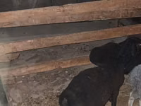 Oveja, Ovejas — foto 1