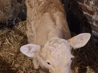 பசு, Charolais cattle — புகைப்படம் 8