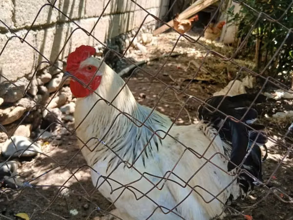 Chickens — Azerbejdżan