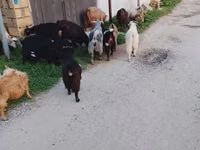 Ovce (šarže, pohlaví neuvedeno), Ovce — foto 1
