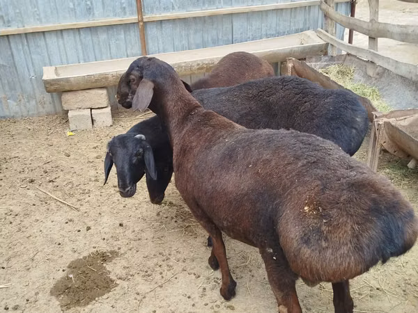 Bélier, Moutons