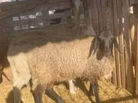 Qoʻchqor, Tsigai sheep — 2-rasm