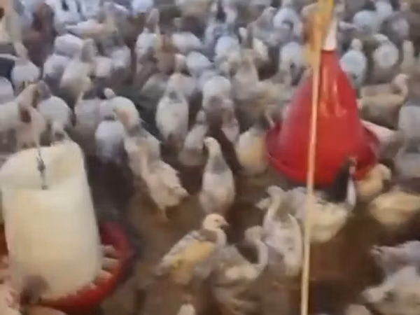 Chickens