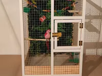 Papuqay,dovşan,hamster,şinşila,bildirçin,cücə,xamyak,pişik,quş,tısbağa — foto 1
