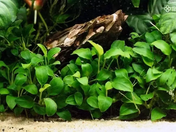 Anubias nana 10sm
