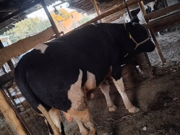 雄牛, Russian Black pied cattle