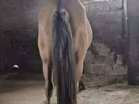 حصان, Mugalzhar horse — الصورة 4