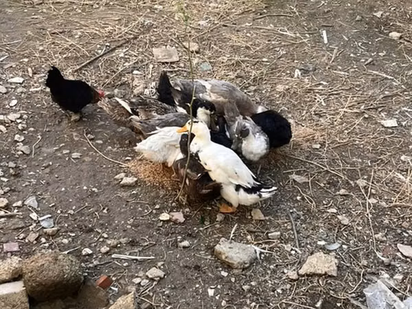 Ducks — Azerbaïdjan