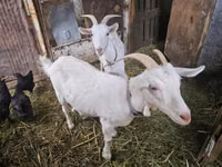 Dişi keçi, Saanen goat — foto 3