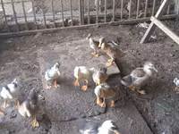 Ducks — foto 7