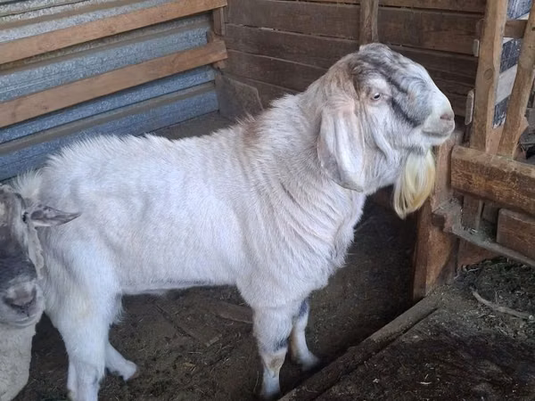 Taka, Beetal goats