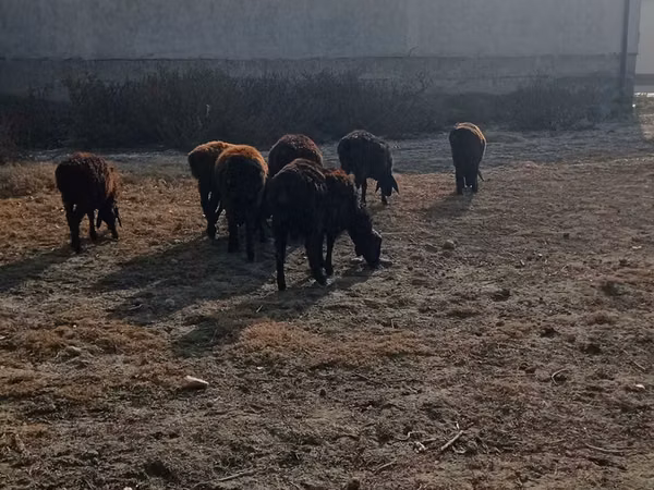 Toro, Ganado vacuno
