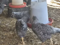 Turkeys — foto 6