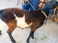 公羊, Hissar sheep — 照片 6