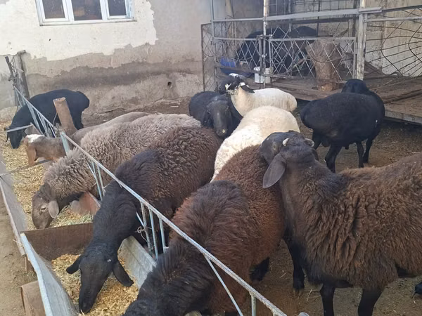 Bélier, Moutons