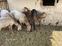 Qoç, Arashan sheep — foto 6