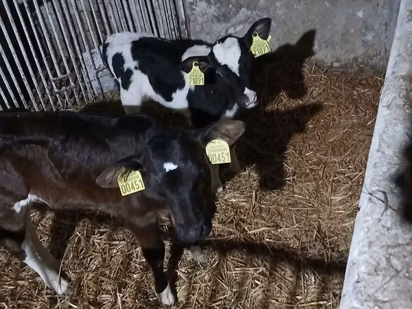 Vache, Bovins
