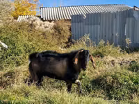 ஆண் வெள்ளாடு, வெள்ளாடுகள் — புகைப்படம் 1