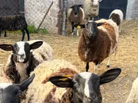ვერძი, Dorper sheep — ფოტო 3