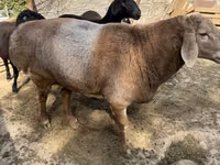 Qoç, Arashan sheep — foto 2