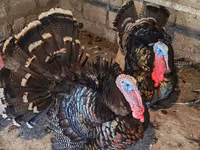 Turkeys — foto 5