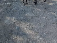 பெண் வெள்ளாடு, Nubian Goat — புகைப்படம் 4