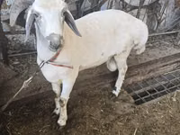 Brebis, Moutons — photo 1