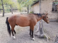 Cheval, Karachay horse — photo 5