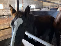 Yegua, Caballos — foto 4