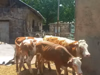 雄牛, Simmental cattle — 写真 3